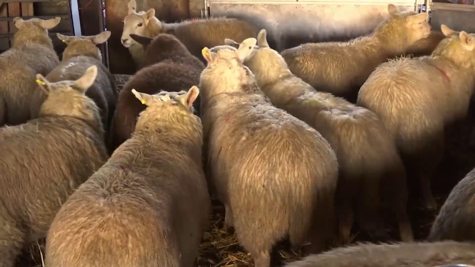 Reino Unido podría quedarse sin carne en Navidad si se mantiene la falta de mano de obra en los mataderos