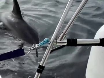 Un velero francés pierde el timón en la costa de A Coruña tras sufrir el ataque de dos orcas durante una hora