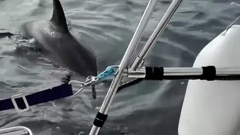 Un velero francés pierde el timón en la costa de A Coruña tras sufrir el ataque de dos orcas durante una hora Un velero francés pierde el timón en la costa de A Coruña tras sufrir el ataque de dos orcas durante una hora