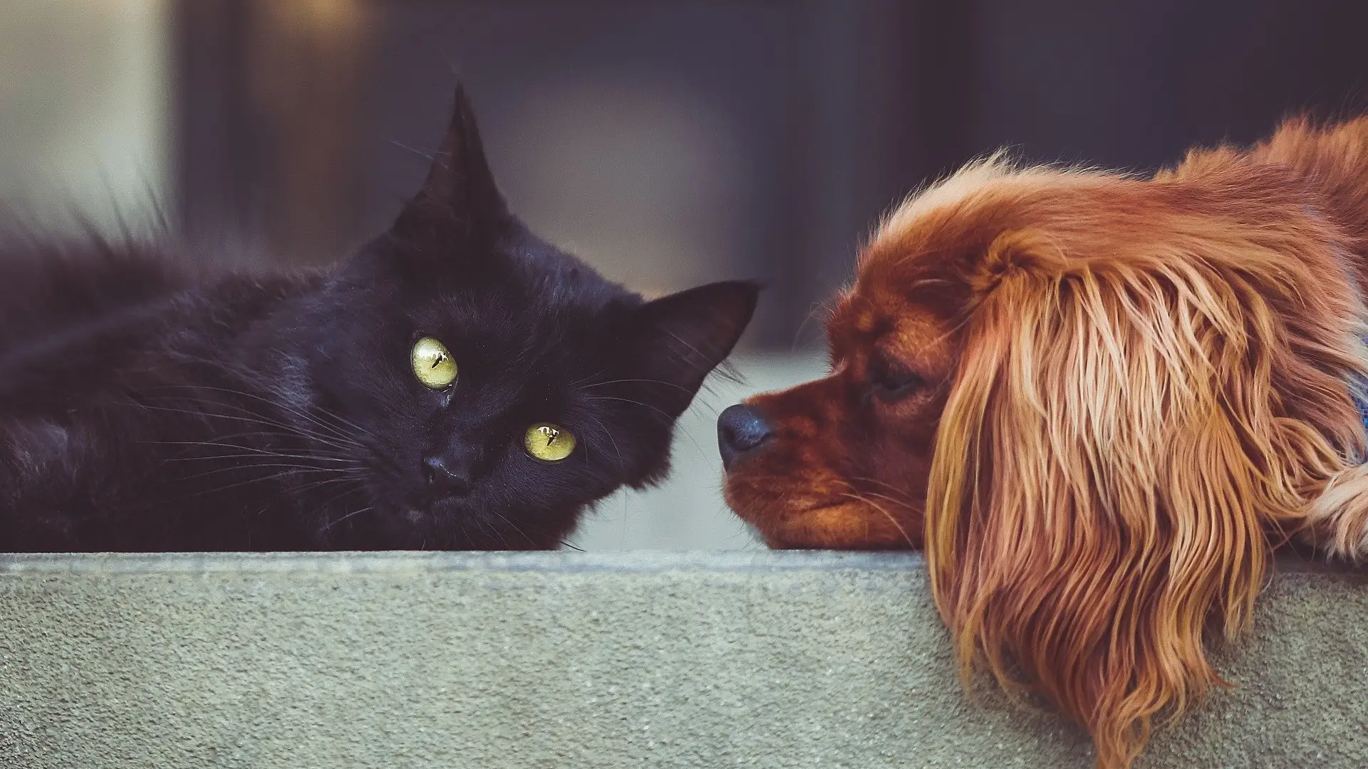 El Congreso aprueba una reforma legal para que los animales dejen de ser "cosas" El Congreso aprueba una reforma legal para que los animales dejen de ser "cosas"