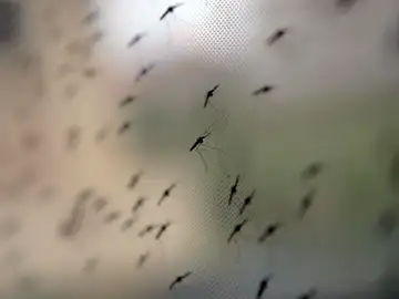 La OMS autoriza el uso de una vacuna contra la malaria La OMS autoriza el uso de una vacuna contra la malaria