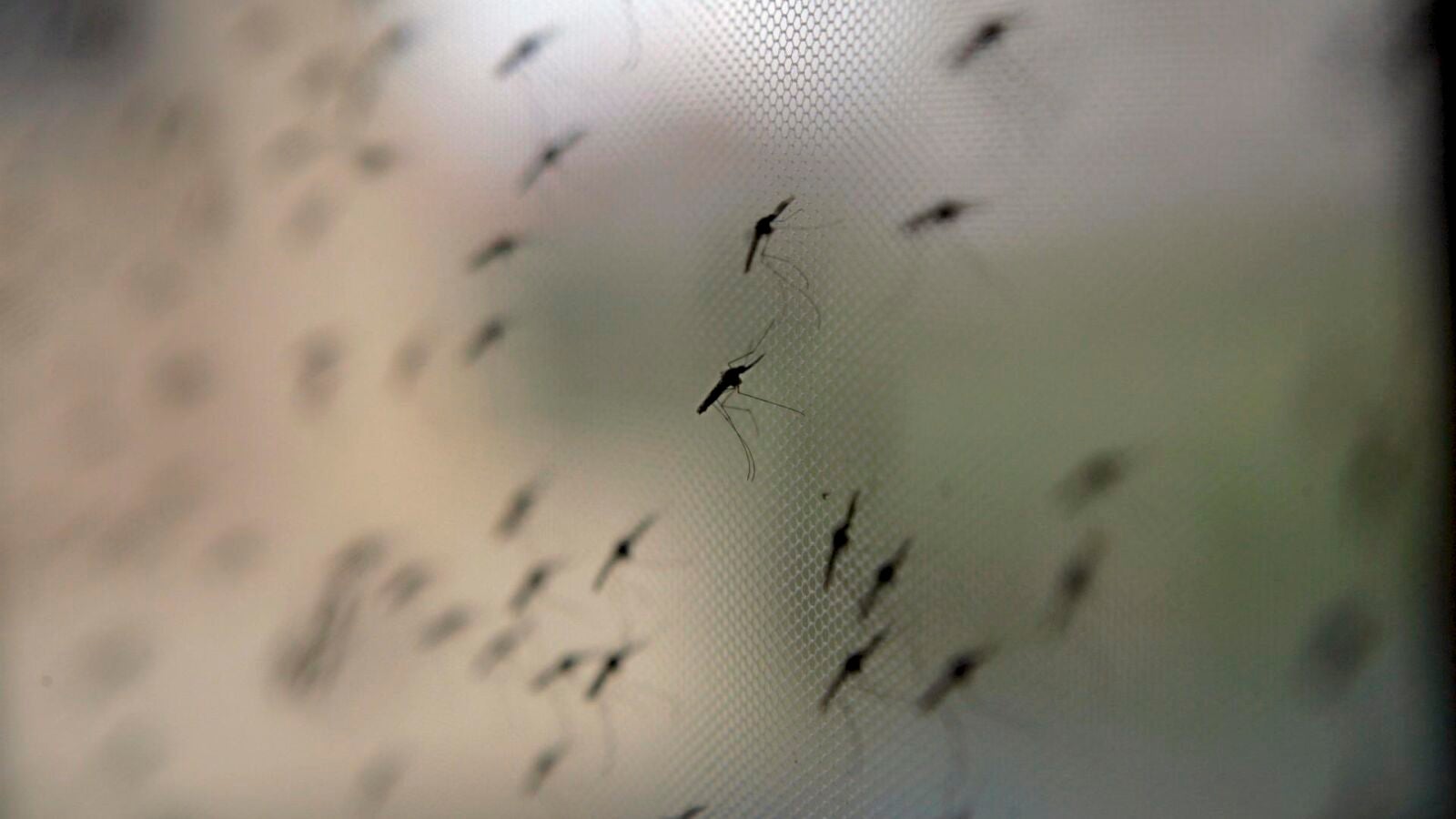 La OMS autoriza el uso de una vacuna contra la malaria
