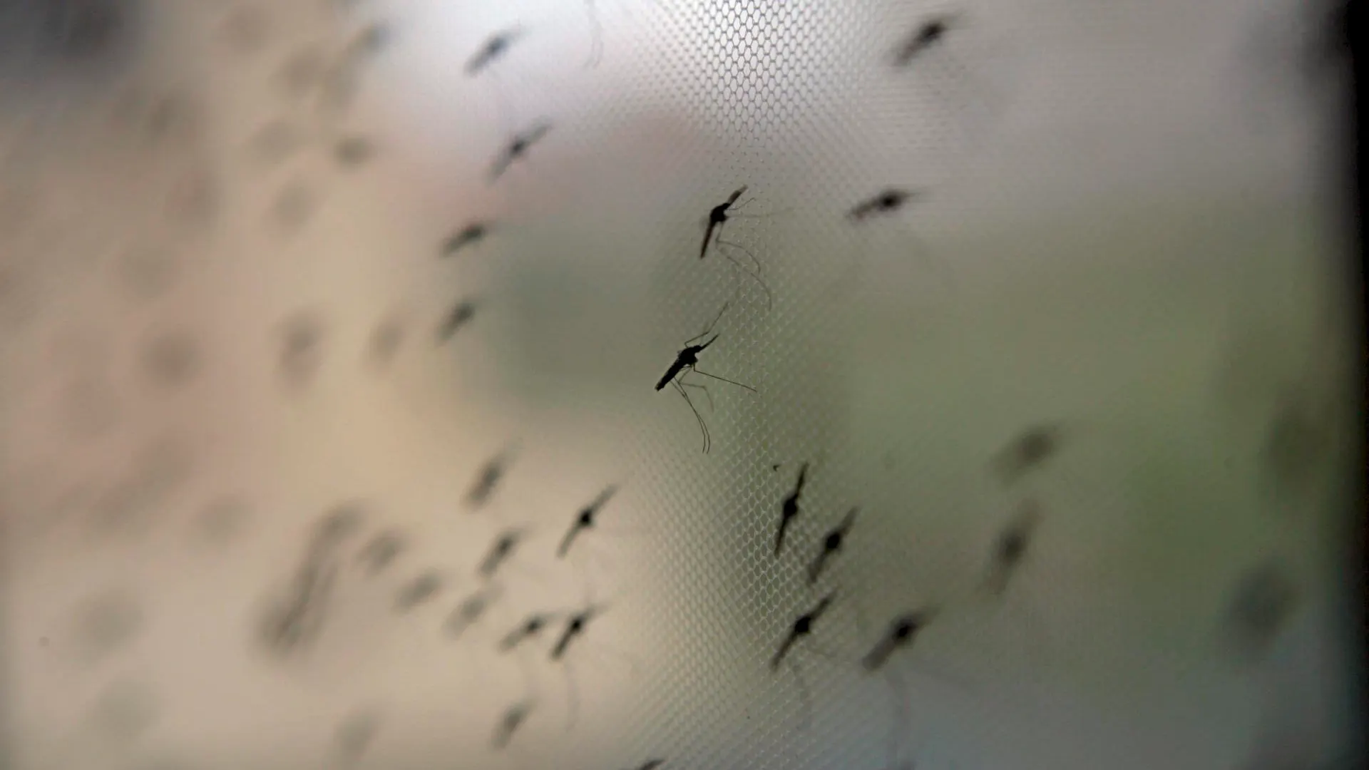La OMS autoriza el uso de una vacuna contra la malaria