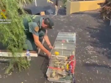 La Guardia Civil localiza 150 pájaros tropicales en una vivienda desalojada por el volcán La Palma