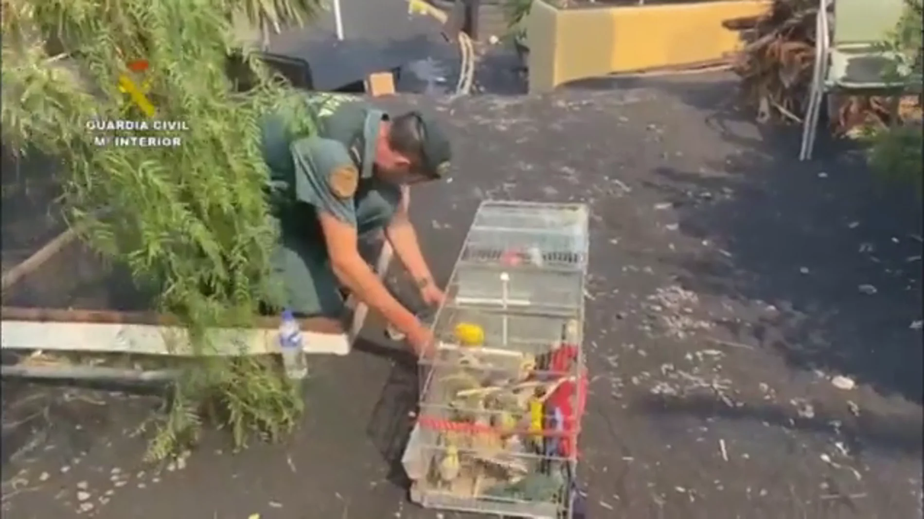 La Guardia Civil localiza 150 pájaros tropicales en una vivienda desalojada por el volcán La Palma