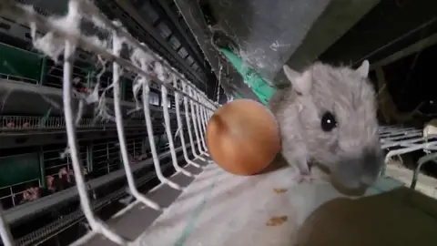 Denuncian la situación de hacinamiento que viven las gallinas de una granja de Castilla-La Mancha Denuncian la situación de hacinamiento que viven las gallinas de una granja de Castilla-La Mancha