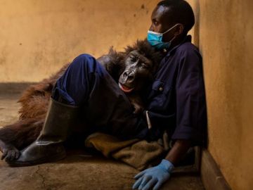 Muere un gorila en los brazos de su cuidador, que estuvo con ella desde que se quedó huérfana
