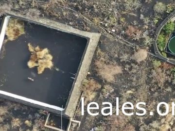 Un gato atrapado en un estanque aislado por la erupción del volcán en La Palma