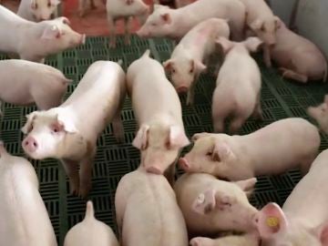 Una granja de cerdos en Gormaz en Soria
