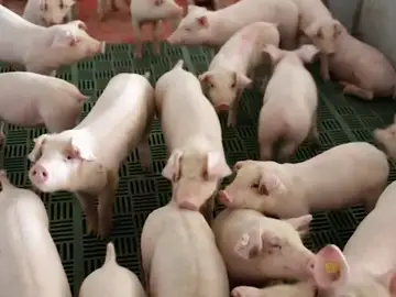 Una granja de cerdos en Gormaz en Soria