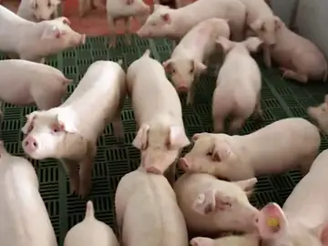 Una granja de cerdos invade el paisaje del castillo de Gormaz en Soria
