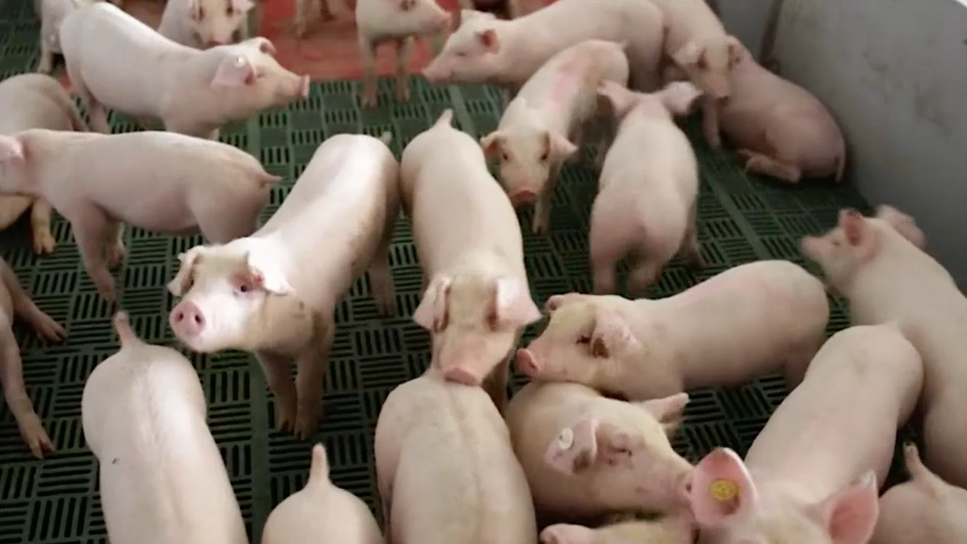 Una granja de cerdos invade el paisaje del castillo de Gormaz en Soria