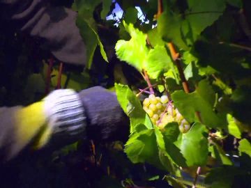 Así trabajan los vendimiadores nocturnos, preservando la calidad de la uva al evitar altas temperaturas