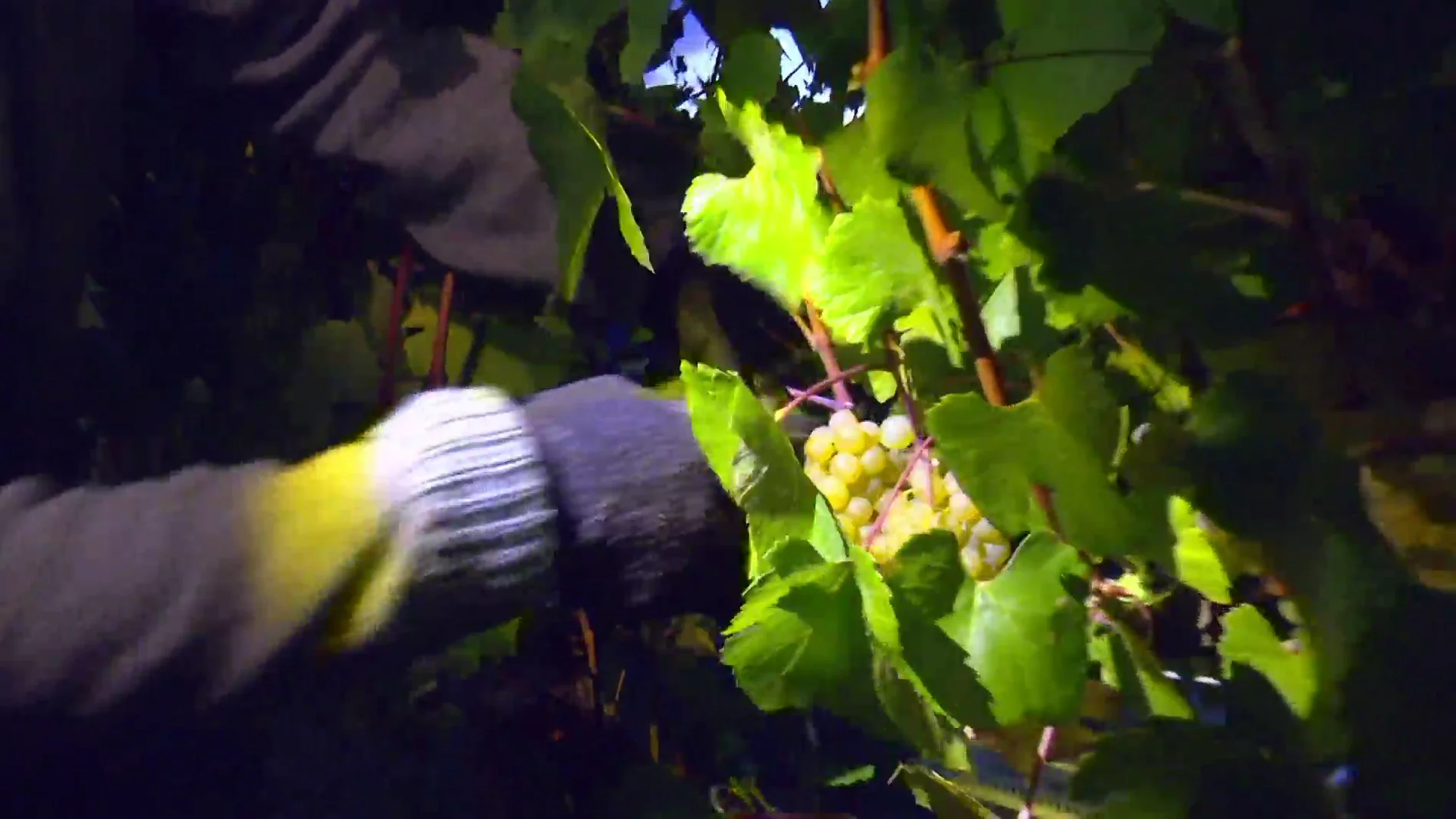 Así trabajan los vendimiadores nocturnos, preservando la calidad de la uva al evitar altas temperaturas