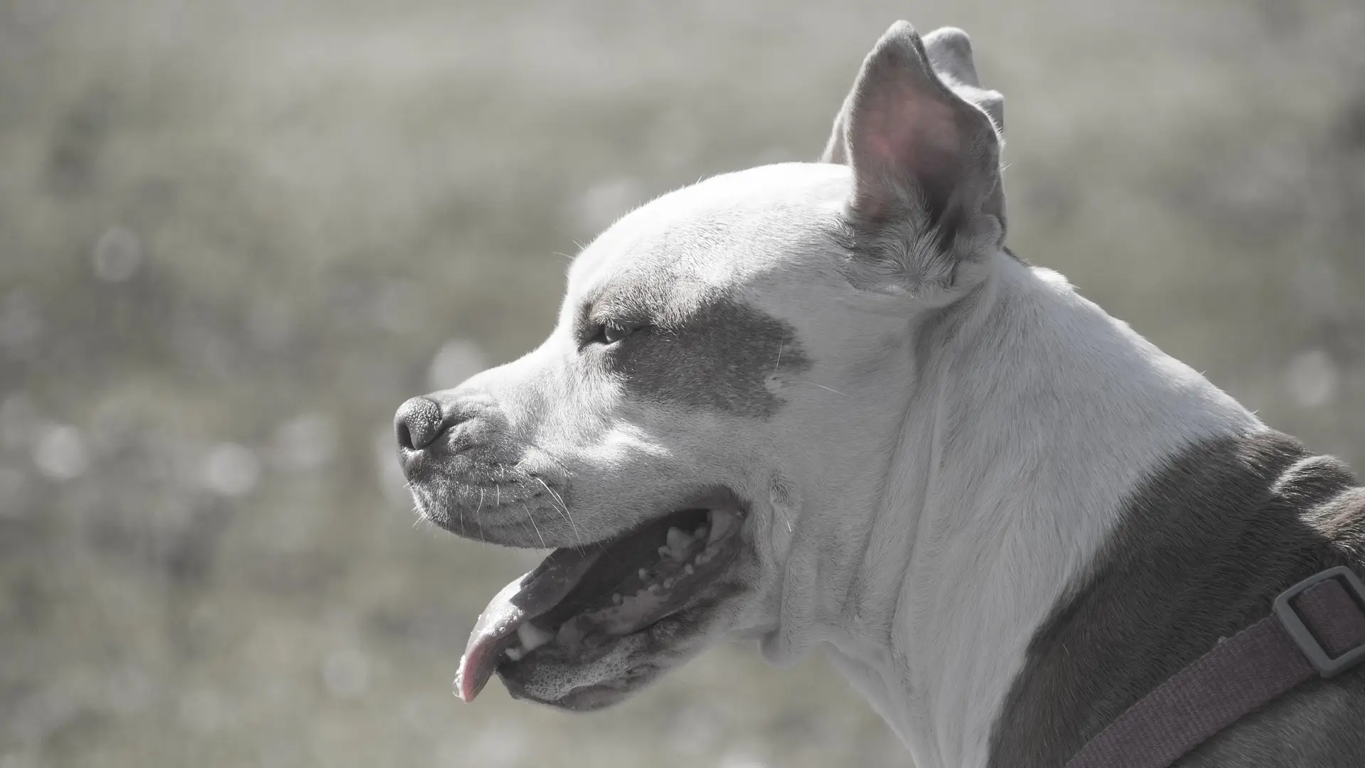 La nueva ley de bienestar animal elimina la lista de perros peligrosos La nueva ley de bienestar animal elimina la lista de perros peligrosos