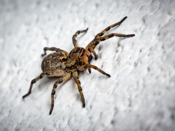 Estos son los hábitos de limpieza que debes evitar para no convertir tu hogar en un refugio de arañas