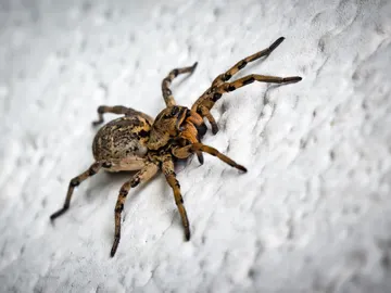 Estos son los hábitos de limpieza que debes evitar para no convertir tu hogar en un refugio de arañas Estos son los hábitos de limpieza que debes evitar para no convertir tu hogar en un refugio de arañas