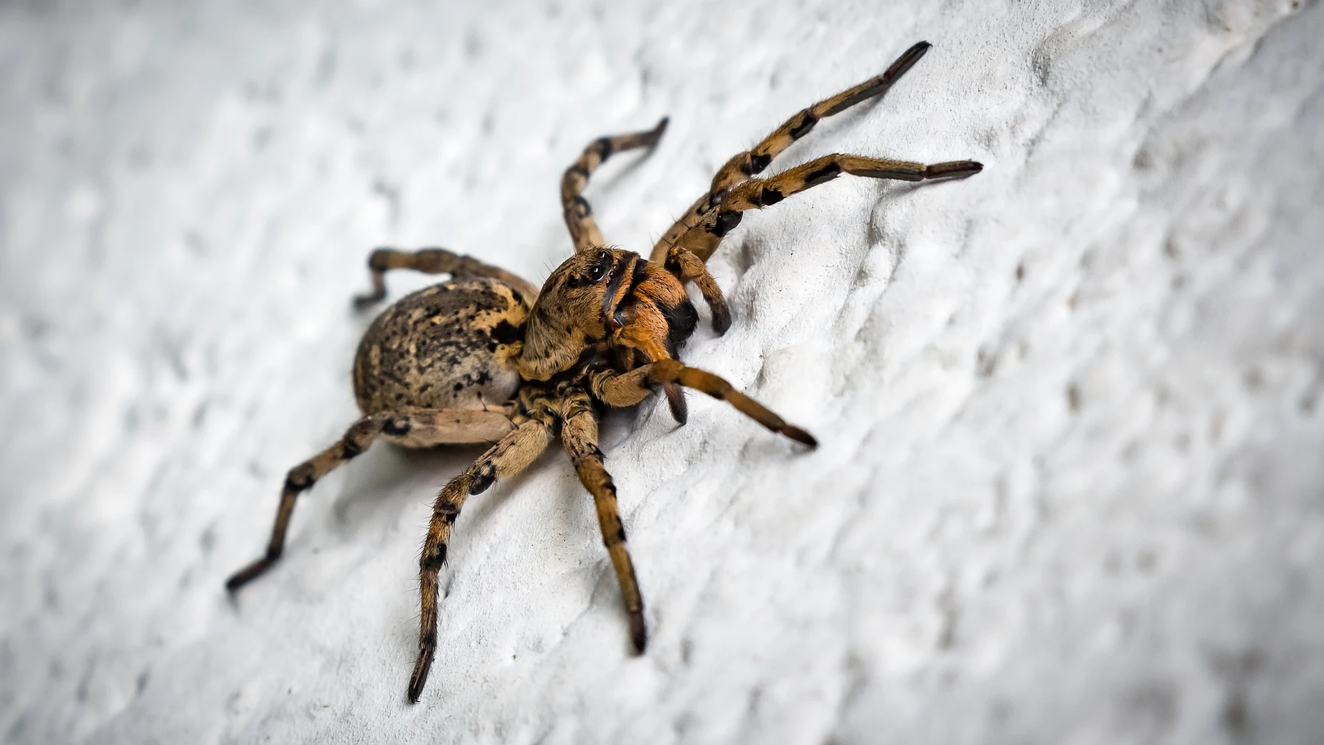 Estos son los hábitos de limpieza que debes evitar para no convertir tu hogar en un refugio de arañas