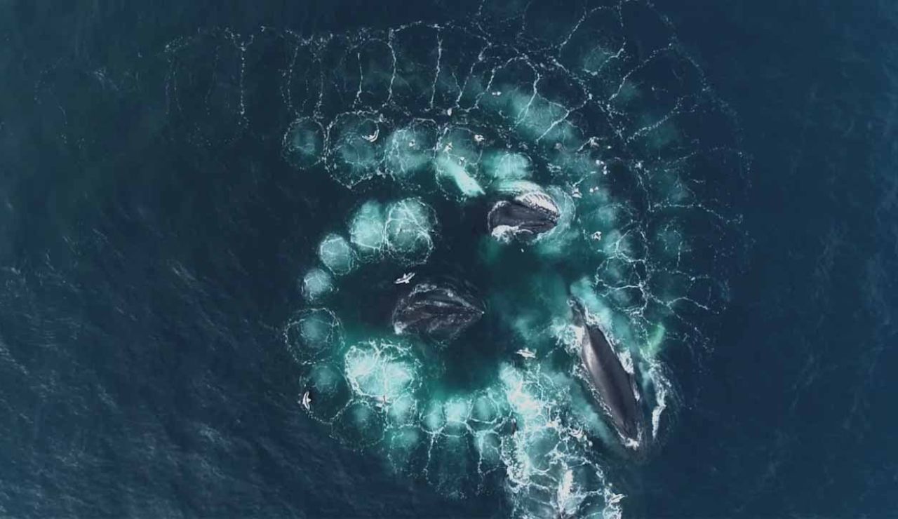 Ballenas nadando en espiral