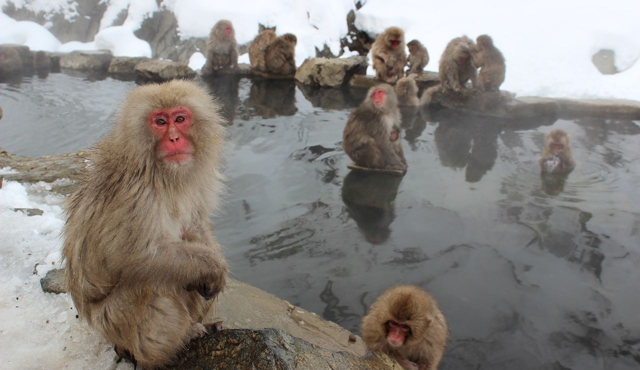Monos de nieve (archivo)