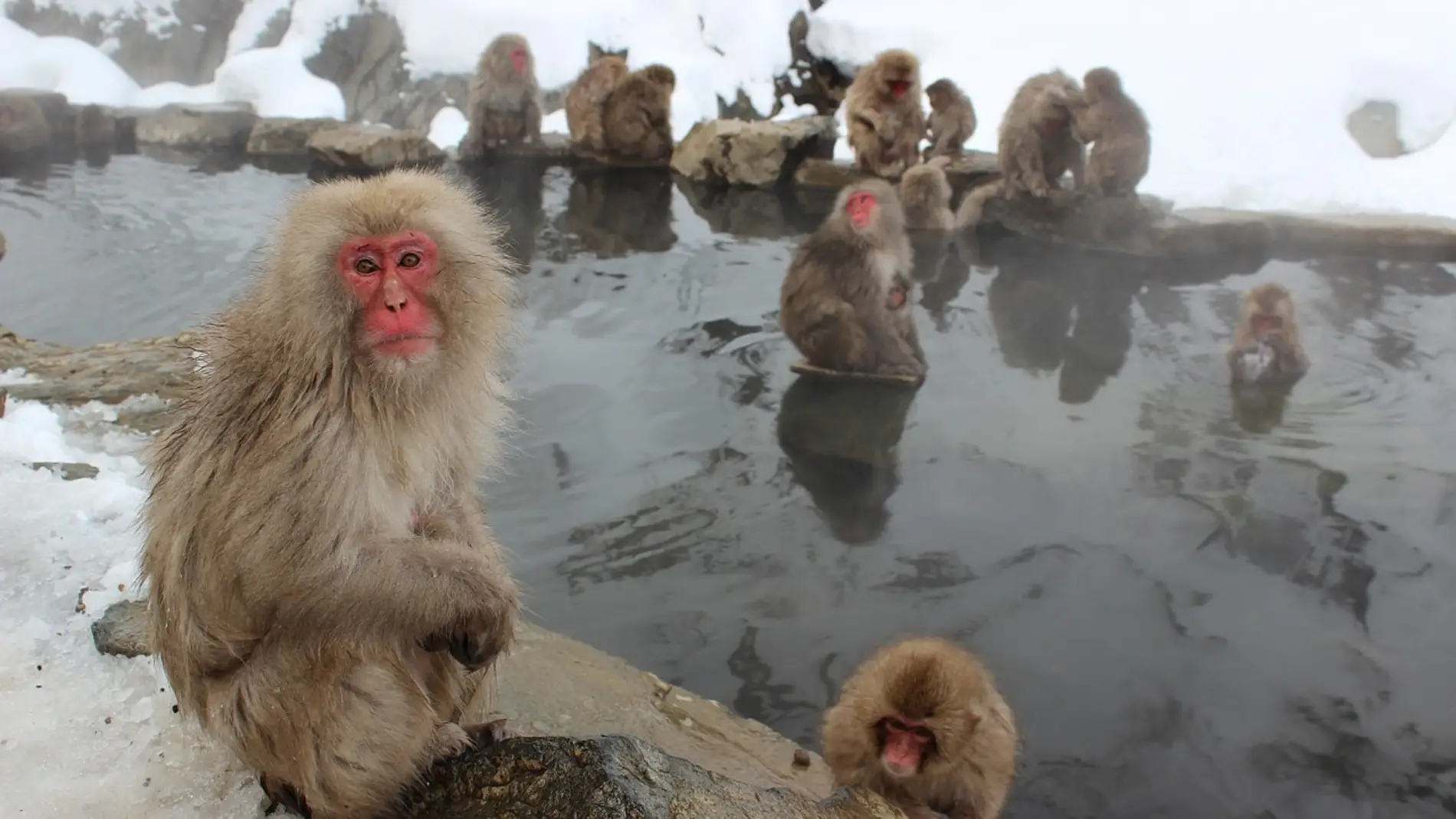 Monos de nieve (archivo)