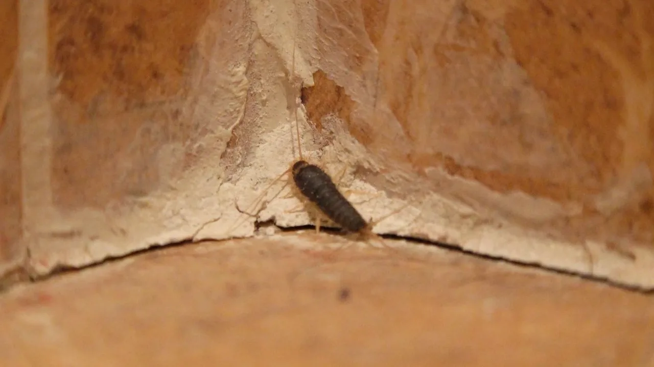 Los insectos y bichos que probablemente están en tu casa sin que lo sepas  todavía