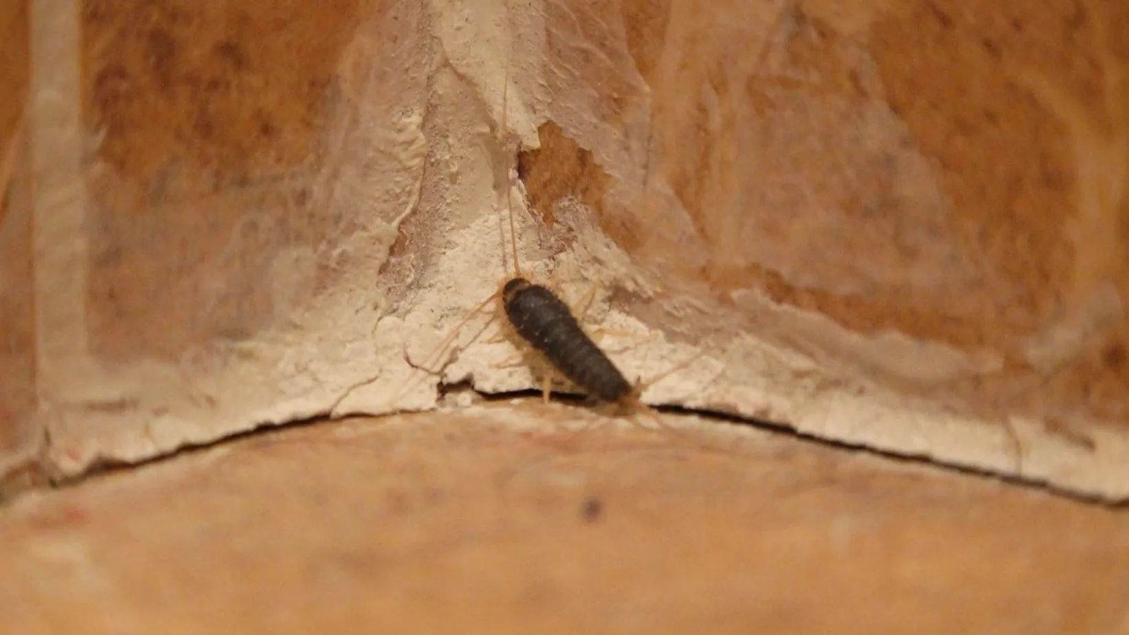 Pececillo de plata