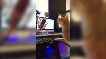 Este gato se vuelve DJ cuando sus dueños no están en casa