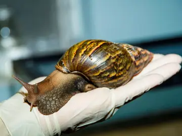 Caracol gigante africano Caracol gigante africano