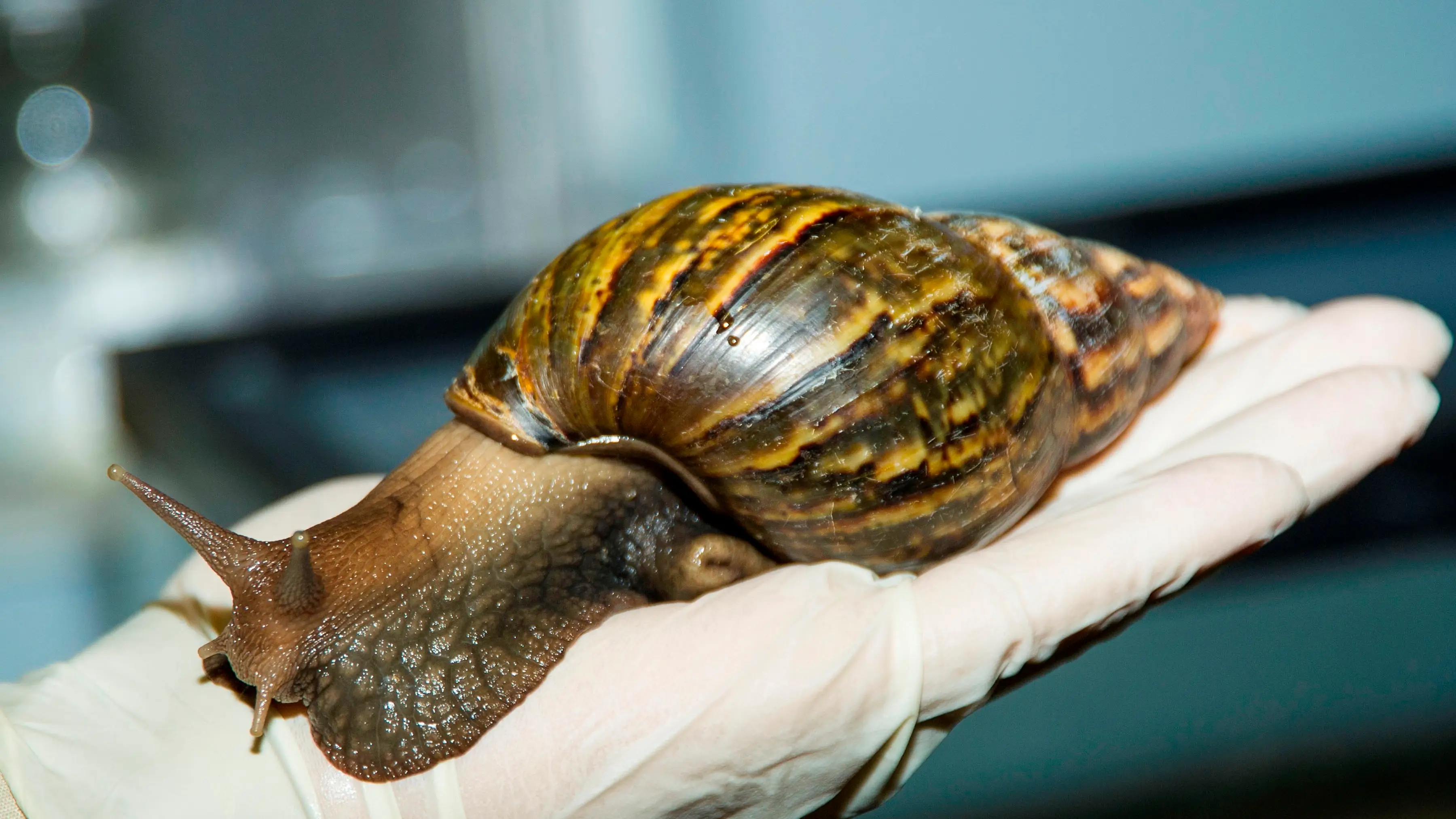 Caracol gigante africano 