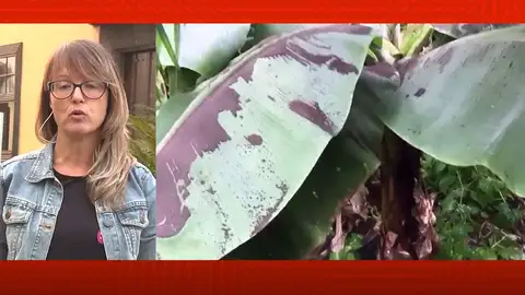 Ayudas para los afectados por el volcán. Ayudas para los afectados por el volcán.