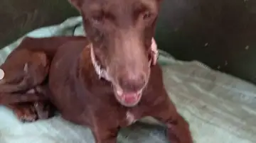 Perros rescatados en La Palma Perros rescatados en La Palma