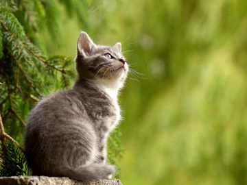 Un gato mirando hacia arriba