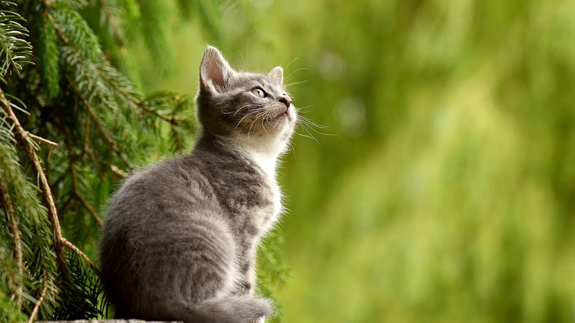 Un gato mirando hacia arriba Un gato mirando hacia arriba
