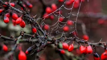 Dos niños de 3 y 5 años mueren ras intoxicarse al comer un fruto venenoso en el jardín de su abuela Dos niños de 3 y 5 años mueren ras intoxicarse al comer un fruto venenoso en el jardín de su abuela