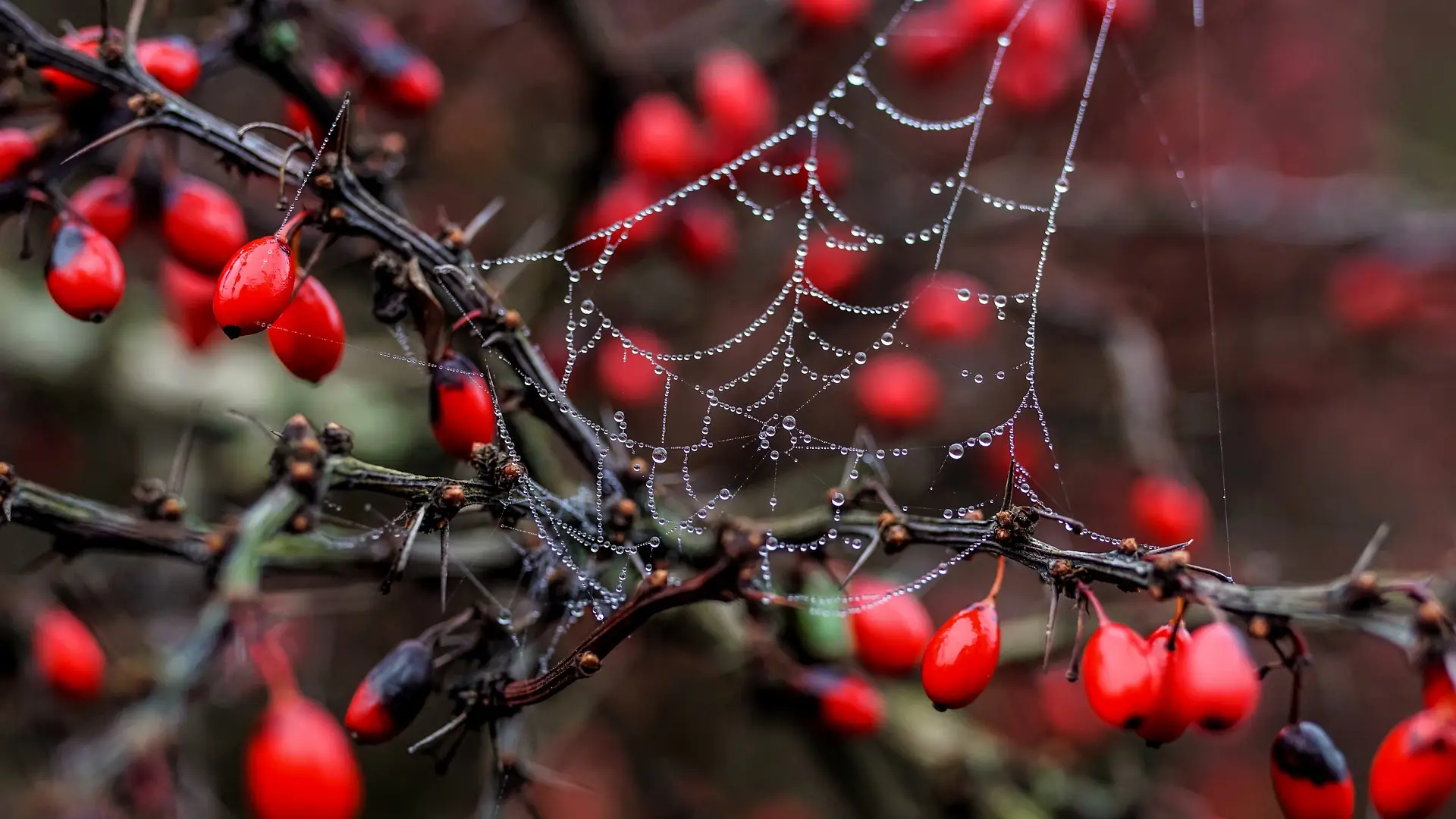 Dos niños de 3 y 5 años mueren ras intoxicarse al comer un fruto venenoso en el jardín de su abuela Dos niños de 3 y 5 años mueren ras intoxicarse al comer un fruto venenoso en el jardín de su abuela