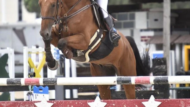 Muere una mujer de 43 años al recibir una coz de un caballo en un torneo de hípica en Navarra Muere una mujer de 43 años al recibir una coz de un caballo en un torneo de hípica en Navarra
