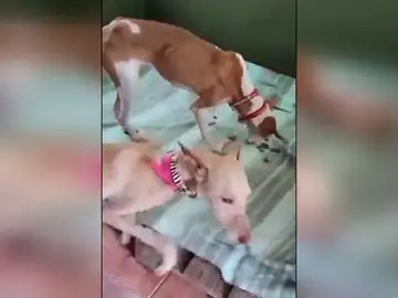 Imagen del vídeo difundido sobre los perros, presuntamente, rescatados en La Palma Imagen del vídeo difundido sobre los perros, presuntamente, rescatados en La Palma
