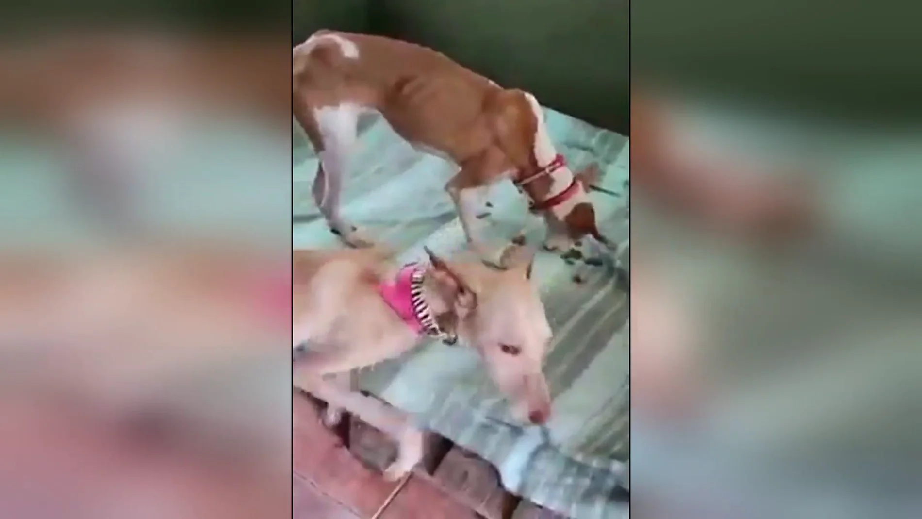 Imagen del vídeo difundido sobre los perros, presuntamente, rescatados en La Palma