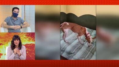 El misterio de los perros rescatados del volcán de La Palma: 