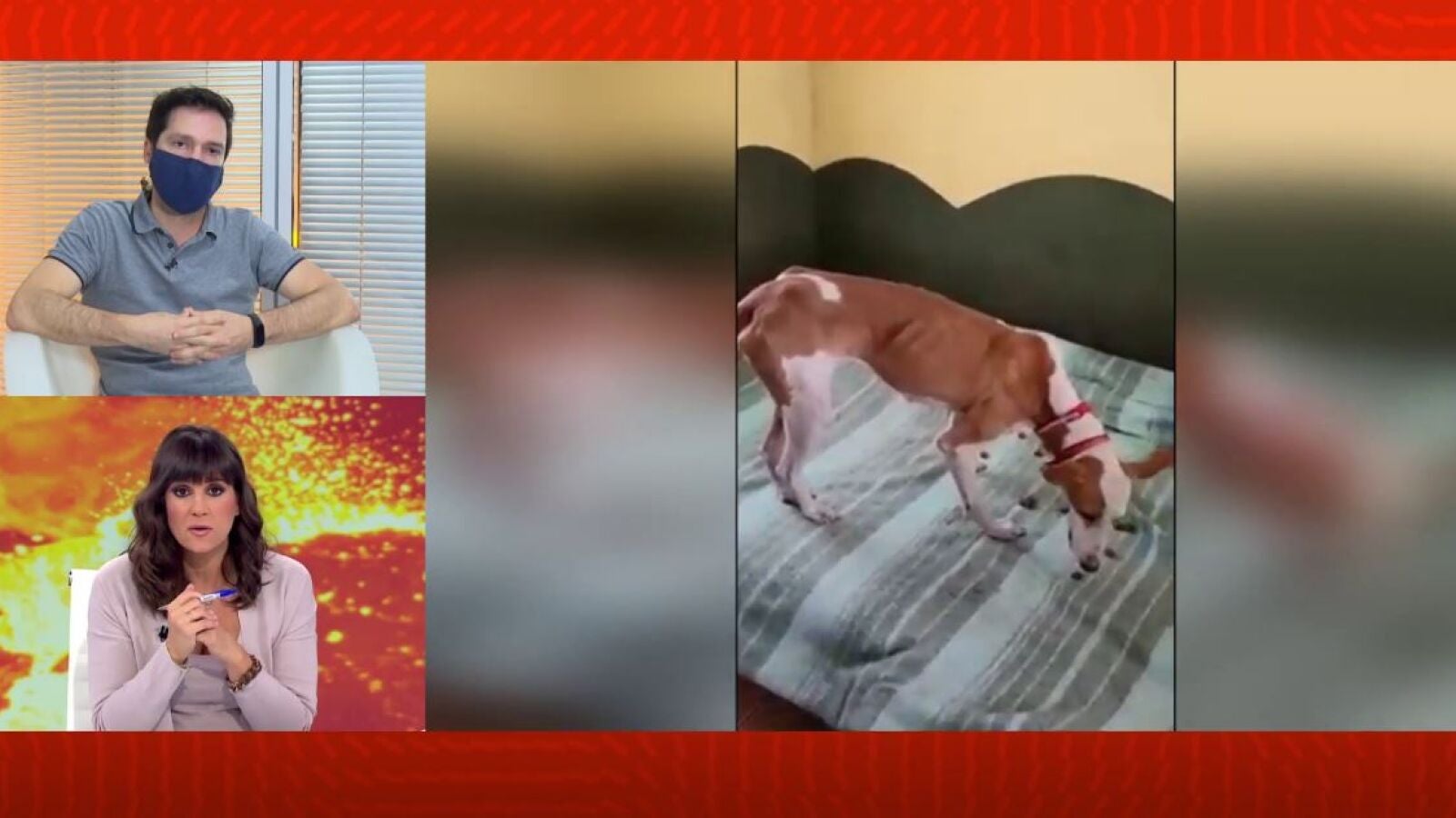 El misterio de los perros rescatados del volcán de La Palma: 