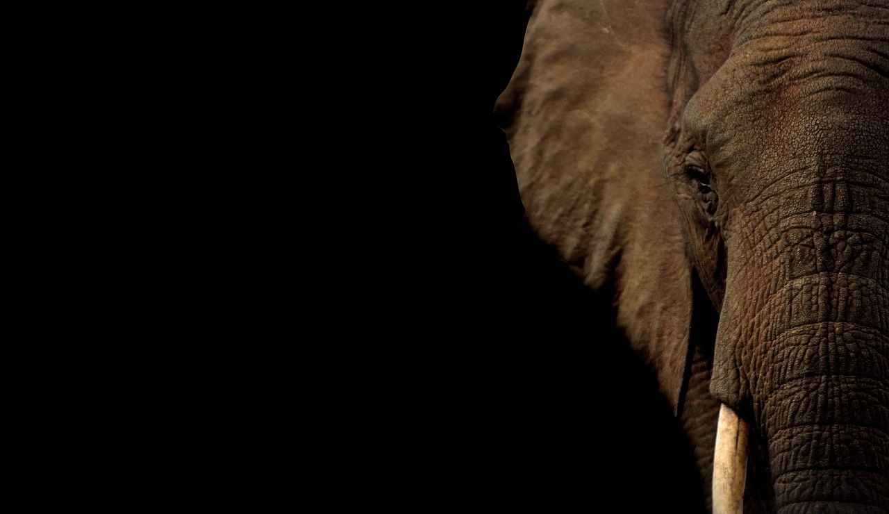 Elefante (archivo)