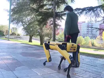 Spot, perro robot