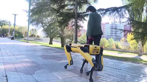 Spot, perro robot Spot, perro robot