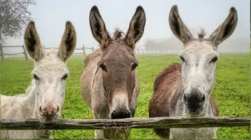 Dimite el director general de Medio Natural valenciano tras morir 10 burros en un plan antiincendios Dimite el director general de Medio Natural valenciano tras morir 10 burros en un plan antiincendios