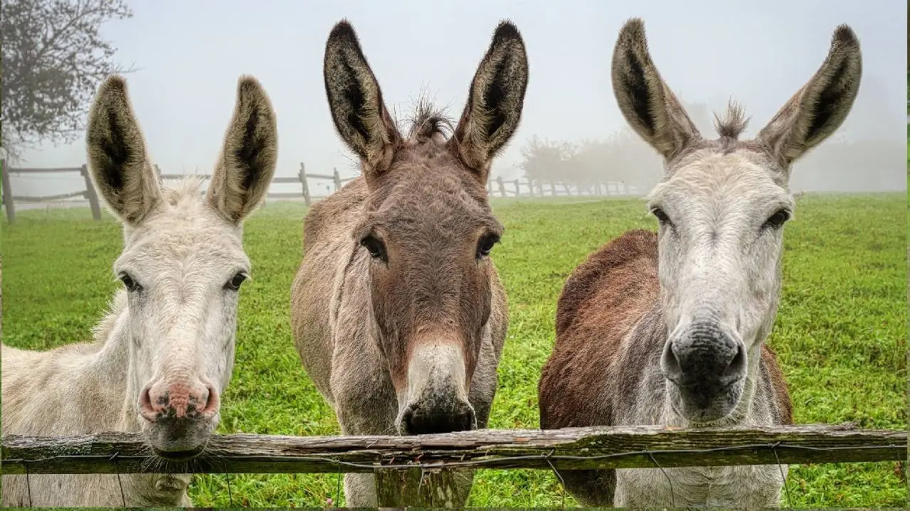 Dimite el director general de Medio Natural valenciano tras morir 10 burros en un plan antiincendios