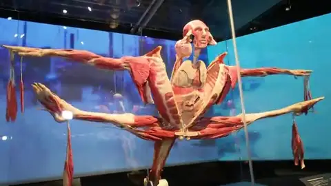 'Body Worlds', la exposición de cadáveres que enseña la vida a través de la muerte 'Body Worlds', la exposición de cadáveres que enseña la vida a través de la muerte