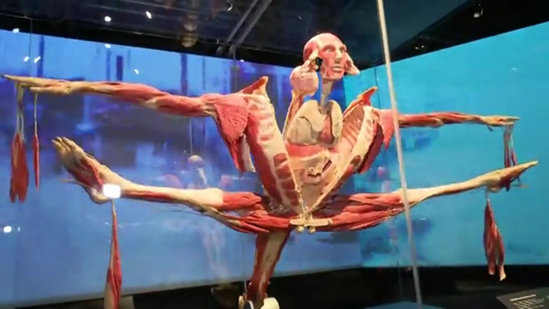 'Body Worlds', la exposición de cadáveres que enseña la vida a través de la muerte