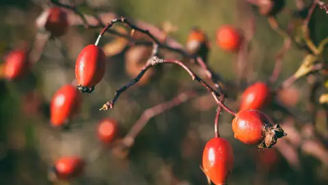 Rosa mosqueta Rosa mosqueta