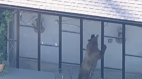 Oso en Los Ángeles Oso en Los Ángeles